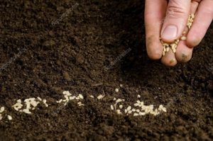 Ç’farë simbolizon gruri në përkujtimoret!