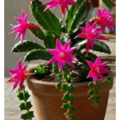 Mësime shpirtërore