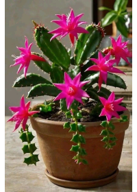 Mësime shpirtërore